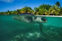 The UK’s First Olive Ridley Sea Turtle Arrives at Sea Life Loch Lomond